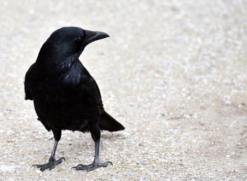 oiseaux signes présages et messages corbeau