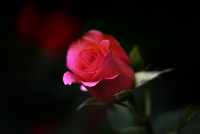 amour facile épelle rose rouge